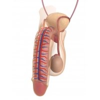 Penis Enlargement Devices